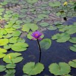 Cooling Pad - a flower in a pond