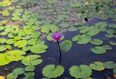 Cooling Pad - a flower in a pond