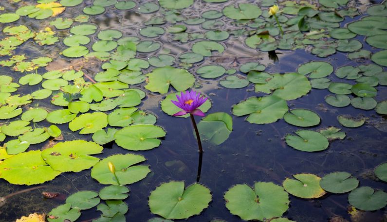 Cooling Pad - a flower in a pond