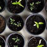 Upcycling Peripherals - green leafed seedlings on black plastic pots