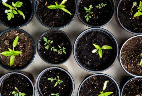 Upcycling Peripherals - green leafed seedlings on black plastic pots