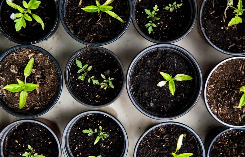 Upcycling Peripherals - green leafed seedlings on black plastic pots