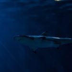 Streamlining - gray shark in body of water