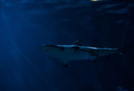 Streamlining - gray shark in body of water