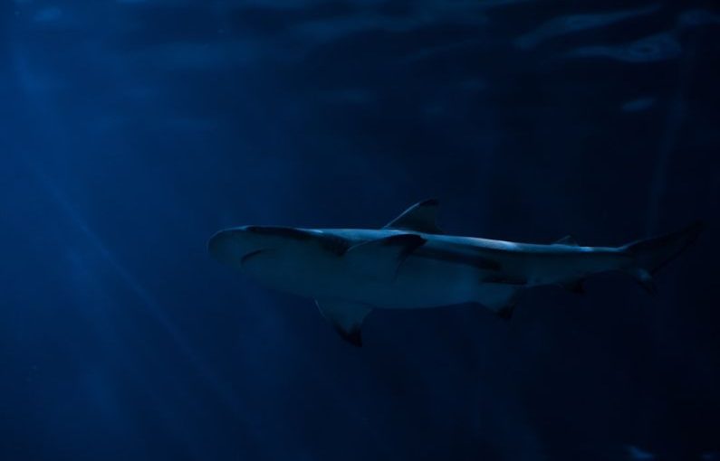 Streamlining - gray shark in body of water