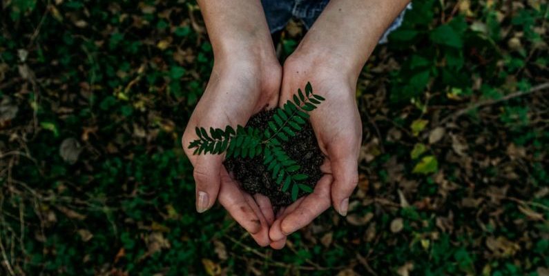 Sustainability - green plant